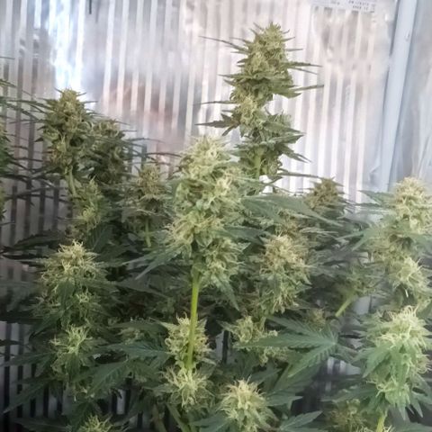 AlienZ #1 growlog timeline photo