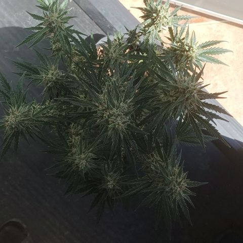 AlienZ #2 growlog timeline photo