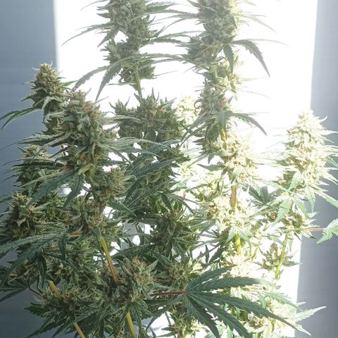 AlienZ #2 growlog timeline photo