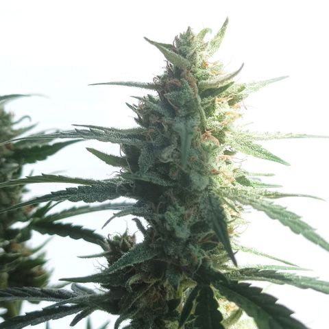 AlienZ #2 growlog timeline photo