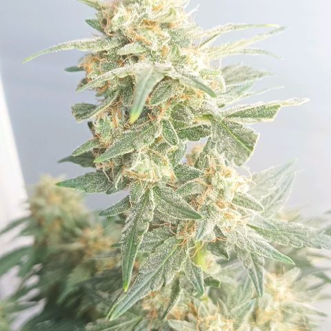 AlienZ #1 growlog timeline photo