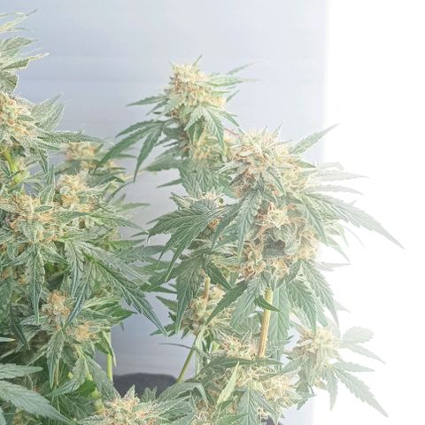 AlienZ #1 growlog timeline photo