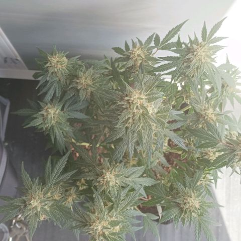 AlienZ #1 growlog timeline photo
