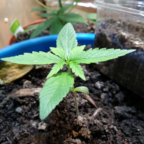 Royal Cheese Automatic growlog timeline photo