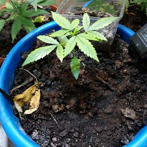 Royal Cheese Automatic growlog timeline photo