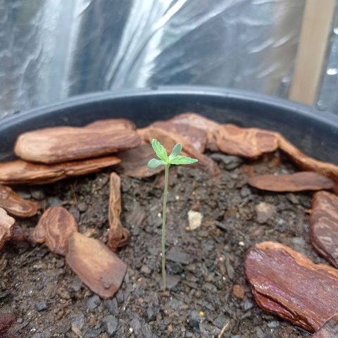 White Widow Automatic growlog timeline photo