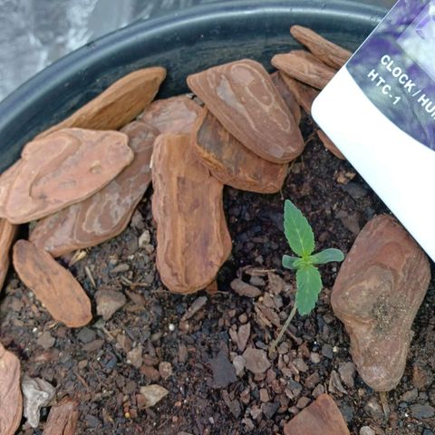 White Widow Automatic growlog photo: Planta 1 com 10 dias e um bom desempenho 
Planta 2 nos deu o ar dá sua graça 