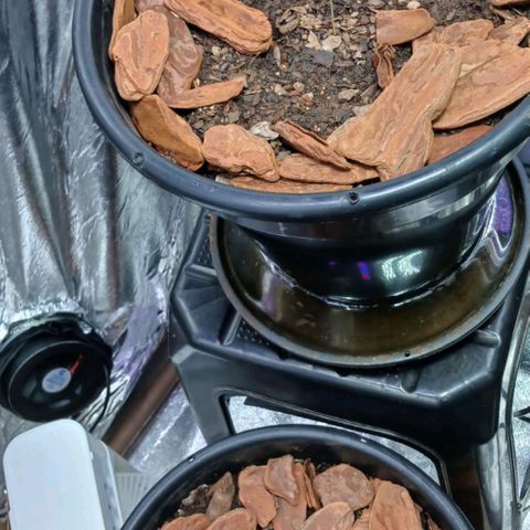 White Widow Automatic growlog photo: Planta 1 com 10 dias e um bom desempenho 
Planta 2 nos deu o ar dá sua graça 