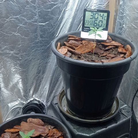 White Widow Automatic growlog photo: Plantinhas estão em ótimo desenvolvimento 🤩🥰