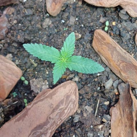 White Widow Automatic growlog photo: Plantinhas estão em ótimo desenvolvimento 🤩🥰