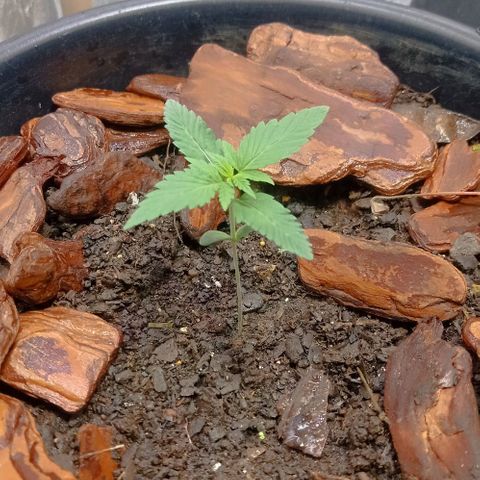 White Widow Automatic growlog photo: Plantinhas estão em ótimo desenvolvimento 🤩🥰