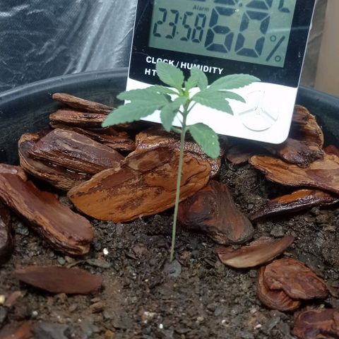 White Widow Automatic growlog photo: Plantinhas estão em ótimo desenvolvimento 🤩🥰