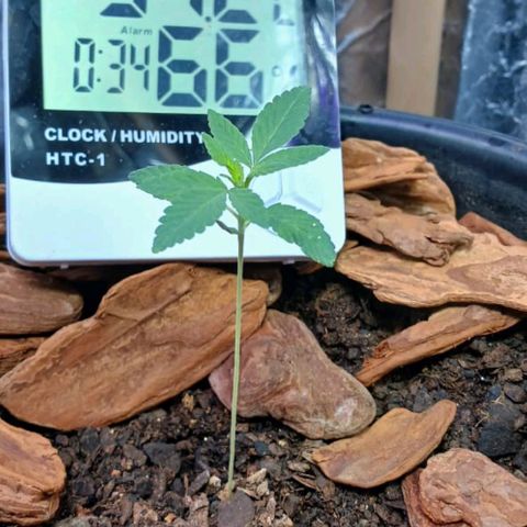White Widow Automatic growlog photo: Plantinhas estão em ótimo desenvolvimento 🤩🥰