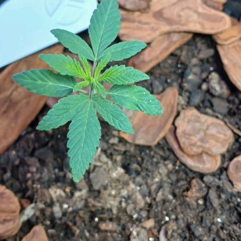 White Widow Automatic growlog photo: Plantinhas estão em ótimo desenvolvimento 🤩🥰