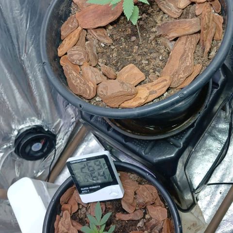 White Widow Automatic growlog timeline photo