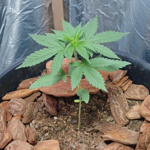 White Widow Automatic growlog timeline photo