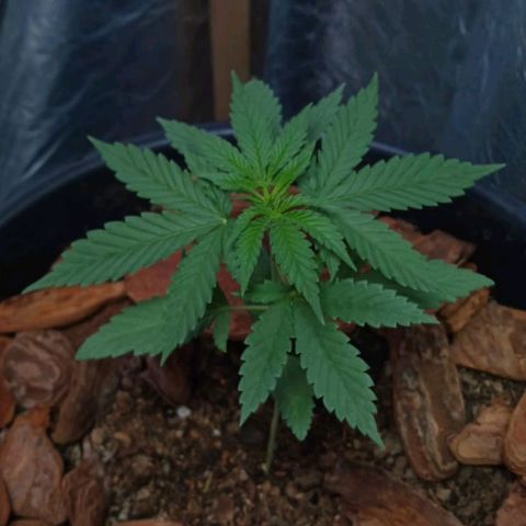 White Widow Automatic growlog timeline photo