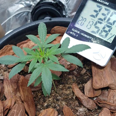 White Widow Automatic growlog timeline photo