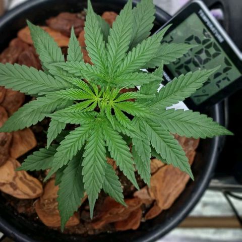 White Widow Automatic growlog timeline photo