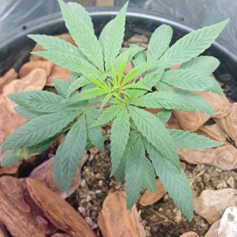 White Widow Automatic growlog timeline photo