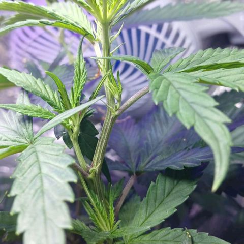 White Widow Automatic growlog timeline photo