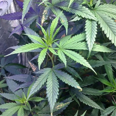 White Widow Automatic growlog timeline photo