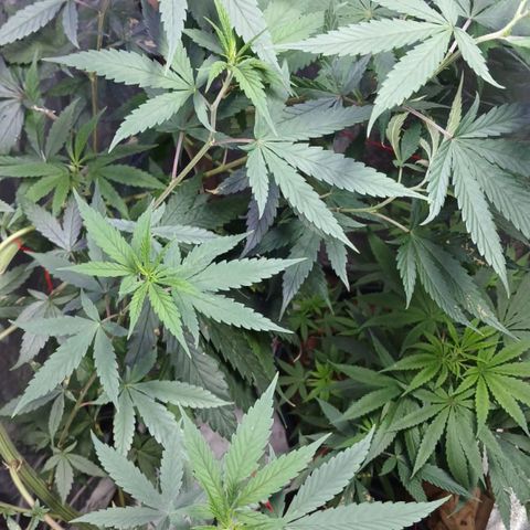 White Widow Automatic growlog timeline photo