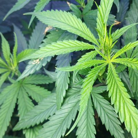 White Widow Automatic growlog timeline photo