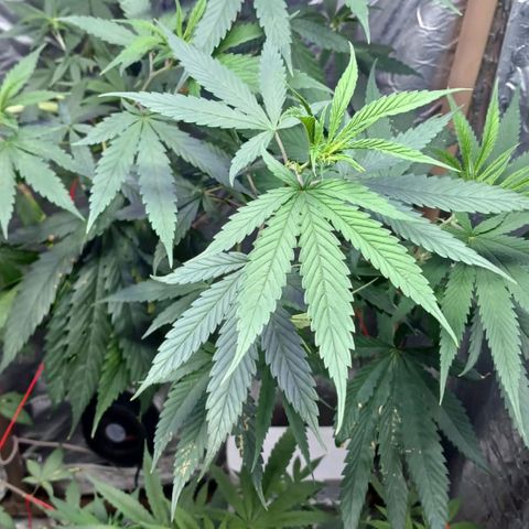 White Widow Automatic growlog timeline photo