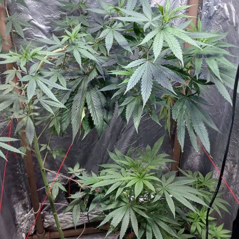 White Widow Automatic growlog timeline photo