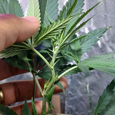 White Widow Automatic growlog timeline photo
