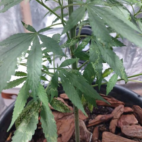 White Widow Automatic growlog photo: ATAQUE DE PRAGA