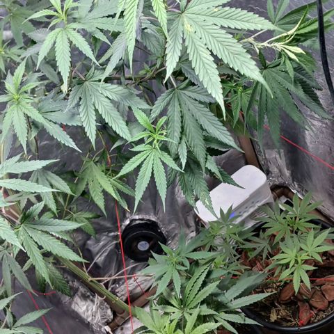 White Widow Automatic growlog timeline photo