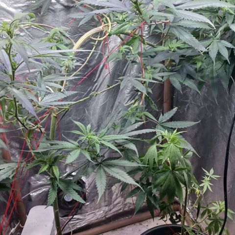 White Widow Automatic growlog timeline photo