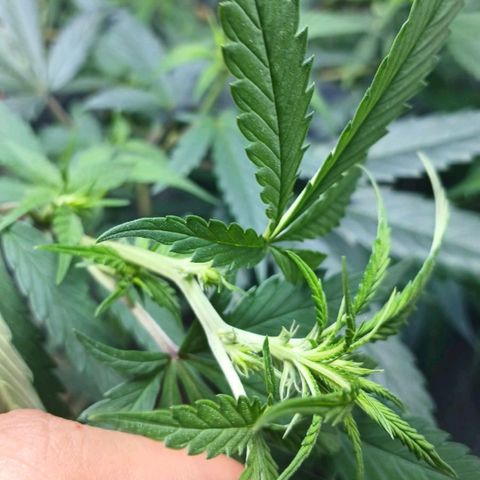White Widow Automatic growlog timeline photo