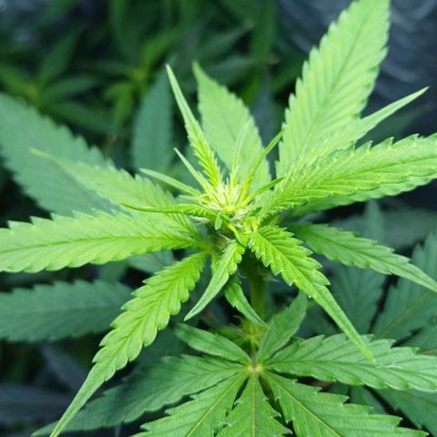 White Widow Automatic growlog timeline photo