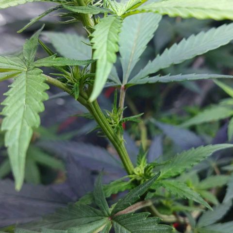 White Widow Automatic growlog timeline photo
