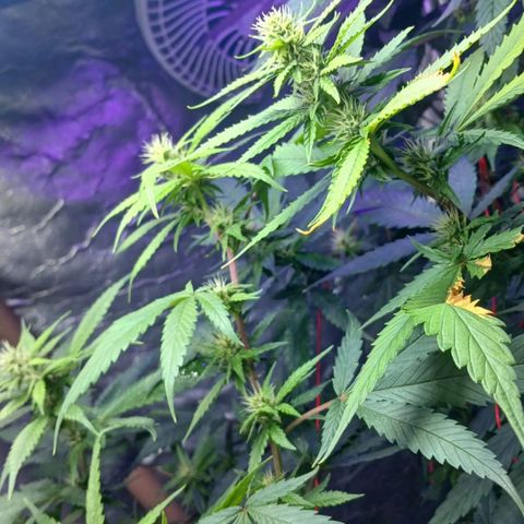 White Widow Automatic growlog timeline photo