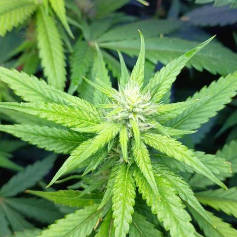 White Widow Automatic growlog timeline photo