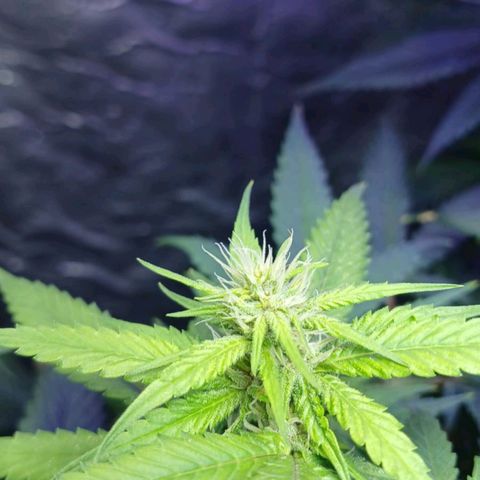 White Widow Automatic growlog timeline photo