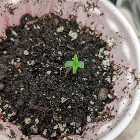 Hoid growlog timeline photo