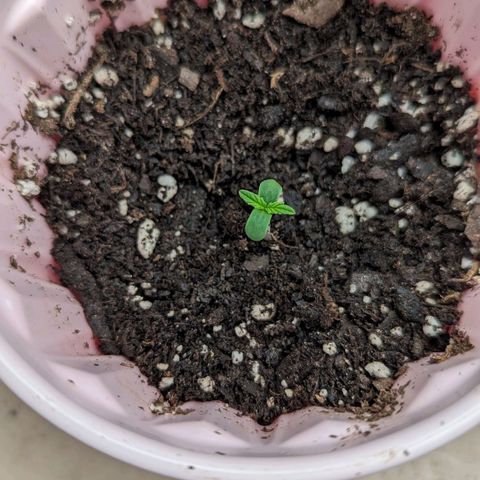 Twiggie Smalls growlog timeline photo