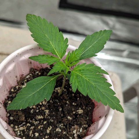 Twiggie Smalls growlog timeline photo
