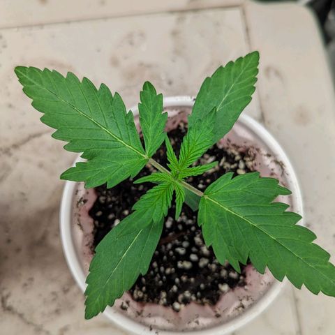 Hoid growlog timeline photo
