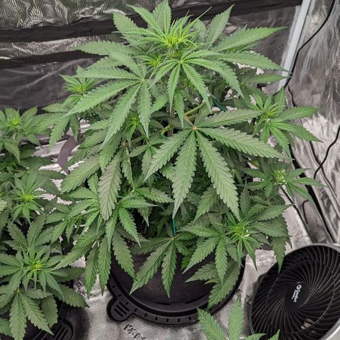Hoid growlog timeline photo