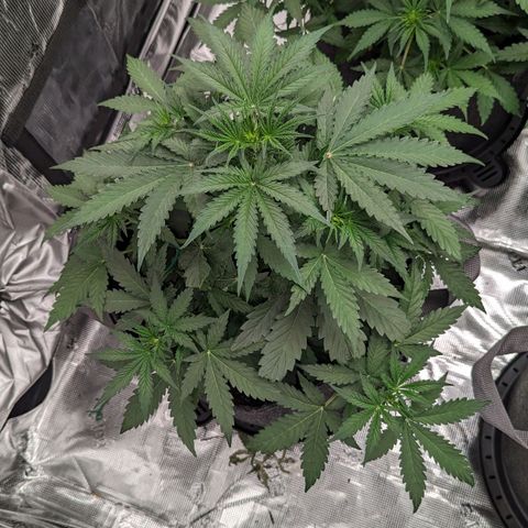 Twiggie Smalls growlog timeline photo