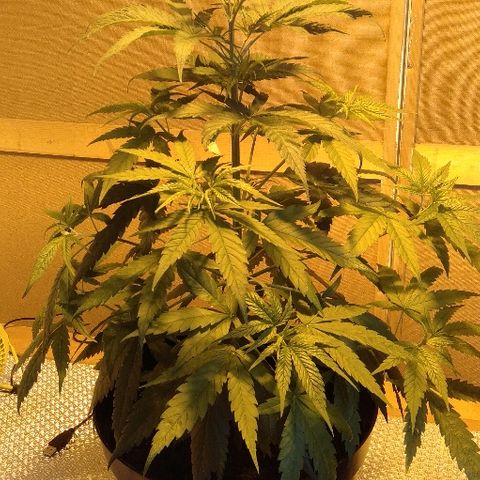 Royal Highness growlog timeline photo