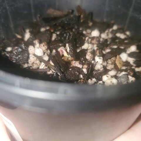 Power puff girl #1 growlog photo: We have life! I felt like power puff girl was a little too close to the surface to added a little more soil around the area and noticed cotyledons popping up this afternoon 🤙