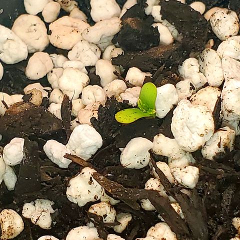 Power puff girl #1 growlog photo: Look at bestie grow 🥰🥰