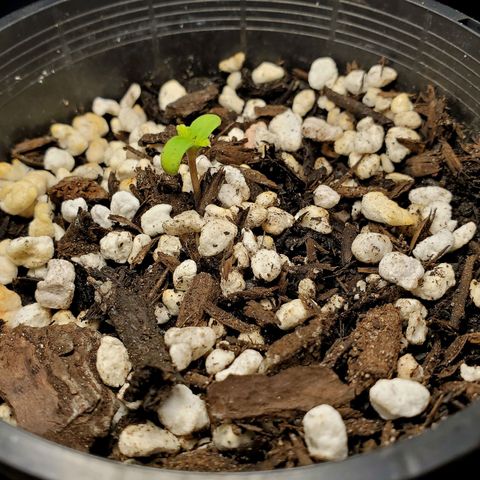 Power puff girl #1 growlog photo: Starting to use low doses of seasol and prepping small nutrients mix for when they're ready 